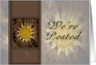 We`re Posted, Yellow Flower on Brown Background card