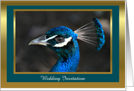 Peacock Wedding Invitation with dark teal custom card