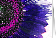 Sunflower - Purple and Pink card