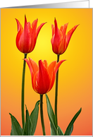 Tulips Blank Note card