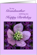 Grandmother, Birthday with a Purple Flower card