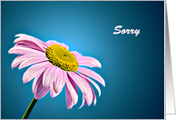 sorry, Beautiful Pink Daisy card