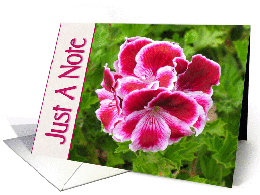 Just A Note card (210138)