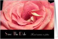 Pink two tone Rose Save The Date card