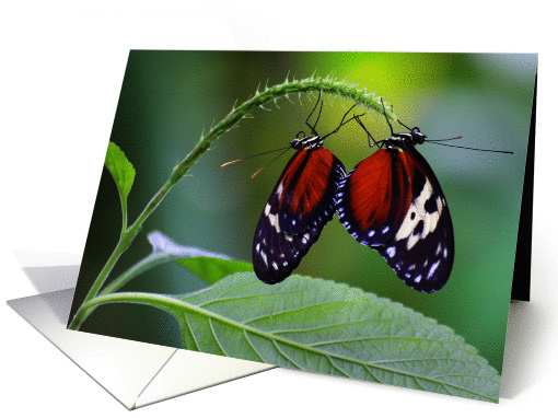 2 Butterflies card (222629)