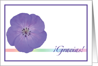 Spanish Gracias Thank You Blue Flower Rainbow card