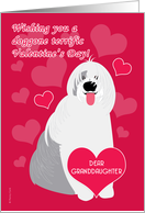Granddaughter Valentine’s Day Cute Dog Old English Sheepdog Red Hearts card