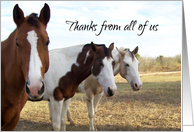 Horses Thank You From Group card