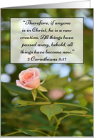 Pink Rose Scripture...