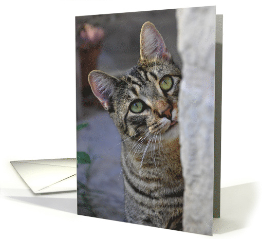 Adorable Tabby Kitty Blank Inside card (512769)