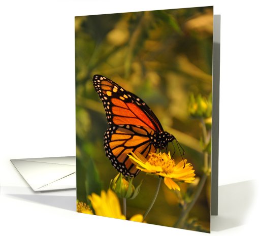 Monarch Butterfly (Blank Inside) card (535541)