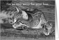 Tabby Cat Loss of Cat Sympathy card