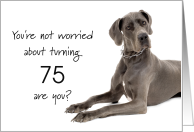 Happy 75th birthday, worried great dane card