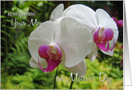 Remembering Mom on Mother’s Day Orchid card