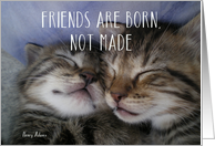 Two Kittens Sleeping Friendship card