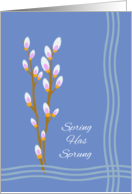 Spring Has Sprung Seasonal Pussy Willow Catkins Illustration card