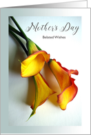 Belated Mother’s Day with Mango Colored Calla Lilies Photograph card