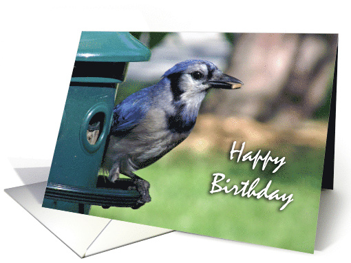 General Happy Birthday with Blue Jay on Bird Feeder card (1094644)