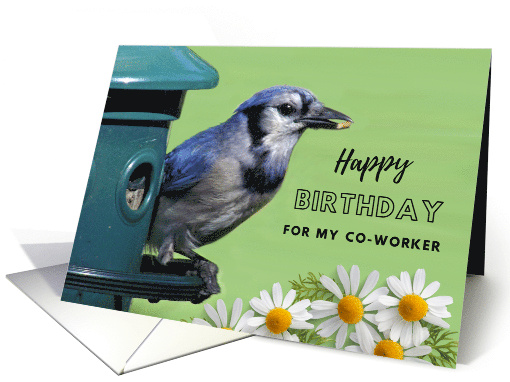 Birthday for CoWorker with Photo of Blue Jay on Bird Feeder card