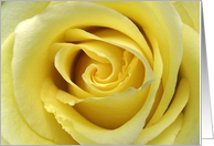 Friendship with Up Close Photograph of a Yellow Rose card