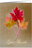 Give Thanks Thanksgiving Maple Leaves on Grunge Background card