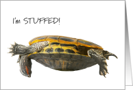 I’m Stuffed Funny Thanksgiving with Upside Down Tortoise card