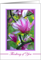 Thinking of You Bereaved Sympathy with Magnolias In Bloom card