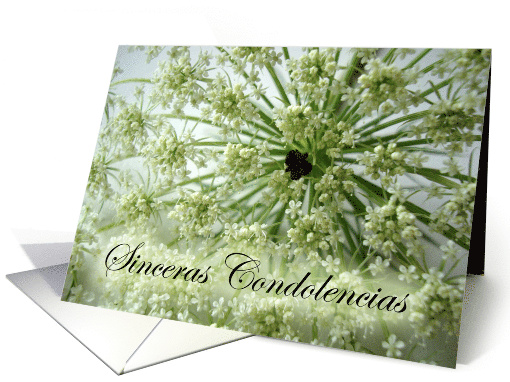 Sympathy in Spanish with Photograph of Queen Anne's Lace Flower card