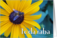 Toda raba Thanks in Hebrew with Bee on Black Eyed Susan card
