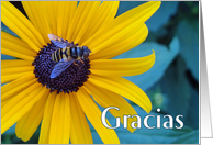 Gracias Thanks in Spanish with Bee on Black Eyed Susan card