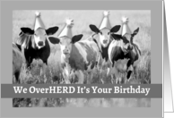 From All of Us Funny Birthday with Big Eared Cattle in Party Hats card