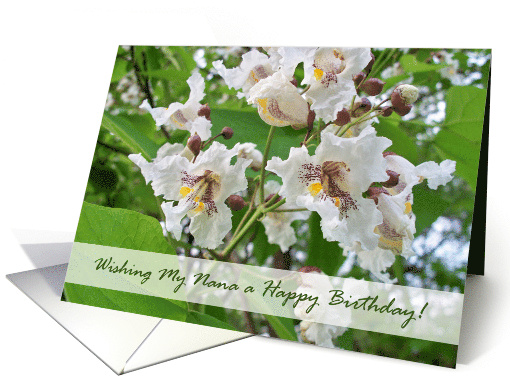 Birthday for Nana with White Catalpa Tree Blossoms card (709544)