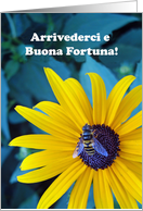 Italian Good Bye Good Luck Arrivederci e Buona Fortuna with Bee card