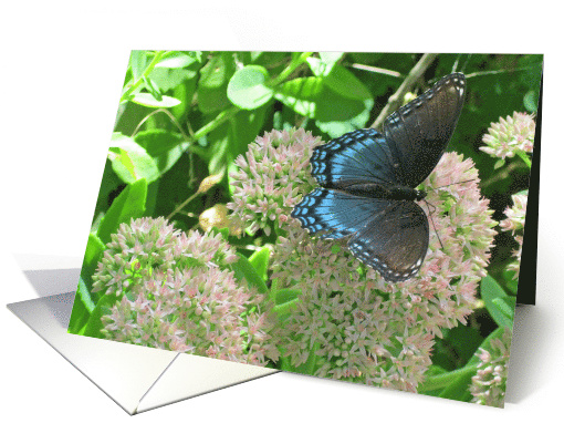 Happiness Quote Card, Butterfly in the Garden card (776215)