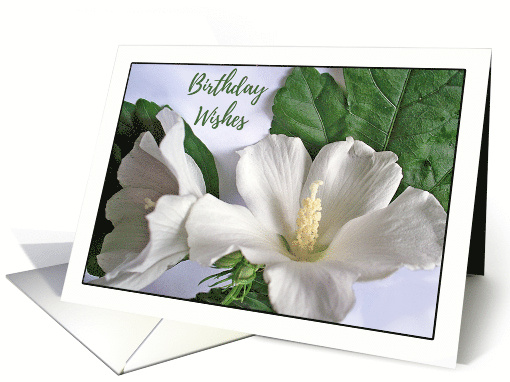 For Friend Birthday with White Hibiscus Rose of Sharon Flowers card