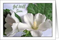Get Well from Surgery with White Hibiscus Rose of Sharon card