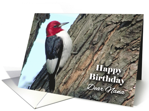 Birthday for Nana with Red-headed Woodpecker in Tree card (926362)