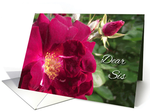 Get Well for Sister with Red Roses in Garden card (931668)