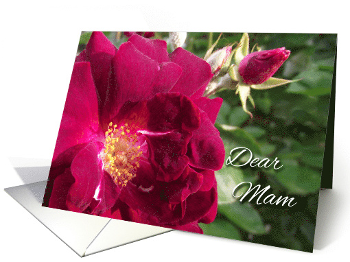 Get Well for Mam, Red Roses card (931681)