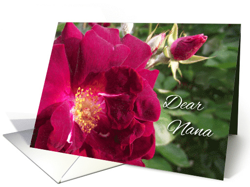 Nana Birthday with Red Roses in Garden and Birthday Poem card (931742)