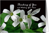 Bereaved Thinking of You with White Shamrock Flowers card