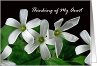 Aunt Thinking of You with White Shamrock Flowers card