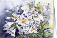 Sympathy White Lilies card