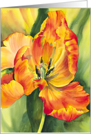 Flame tulip card