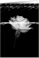 White Rose - blank card
