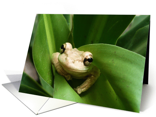 Thinking Of You, cute, smiling frog. card (254201)