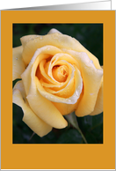 Yellow Rose, blank card