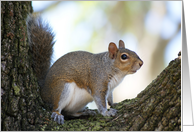 I see You! Cute Squirrel card