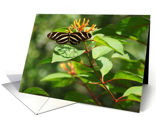 Striped Butterfly on Bloom card (522646)