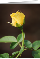 Yellow Rose Bud card